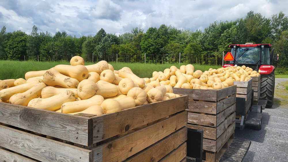 Courge butternut Primera